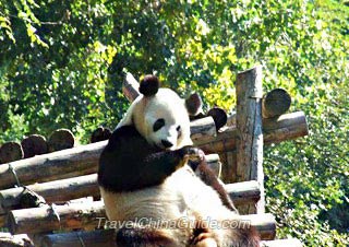 Giant Pandas' daily life